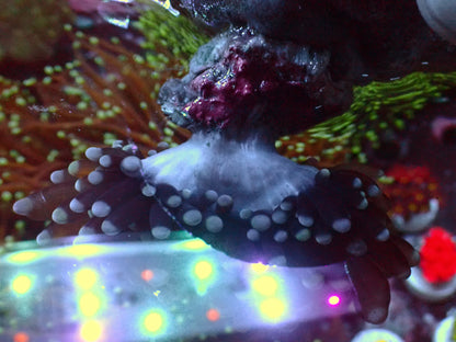 Euphyllia Jumbo Tiger Torch | WYSIWYG