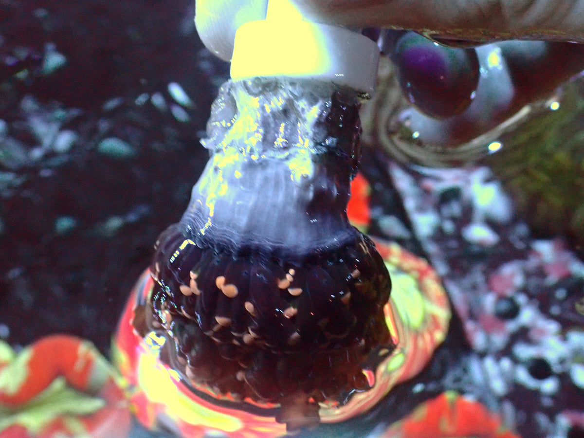 Euphyllia Paradivisa Orange | WYSIWYG