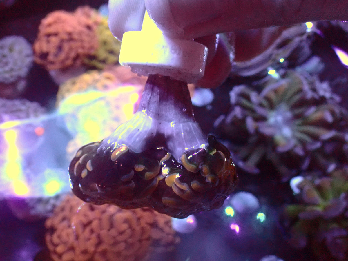Euphyllia Paraancora Special | Doublehead