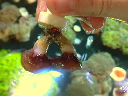 Euphyllia Paraancora Copper | Doublehead