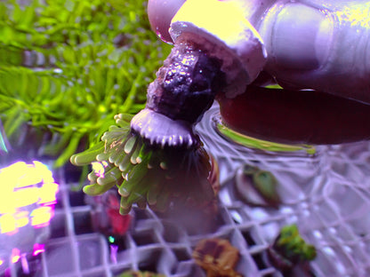 Euphyllia Pineapple Torch | WYSIWYG