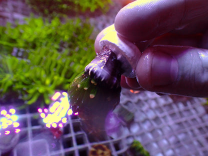Euphyllia Pineapple Torch | WYSIWYG