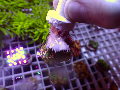 Euphyllia PR Toxic Snake Skin Torch | WYSIWYG