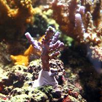 D-D Aquascape Konstruktionsharz – Ableger auf Sockel fixiert