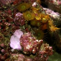 D-D Aquascape Konstruktionsharz – Verbindung am Gestein