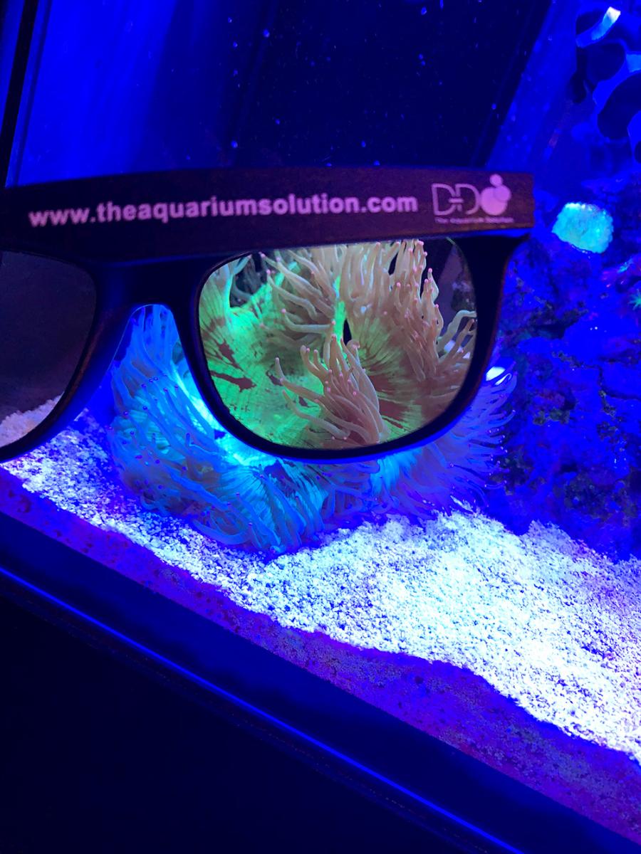 Riffaquarium ohne D-D Korallen-Farbsicht-Brille