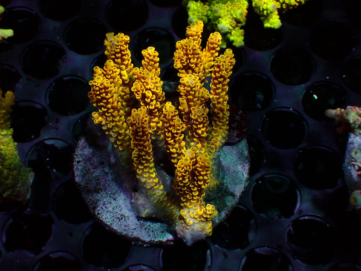 Acropora