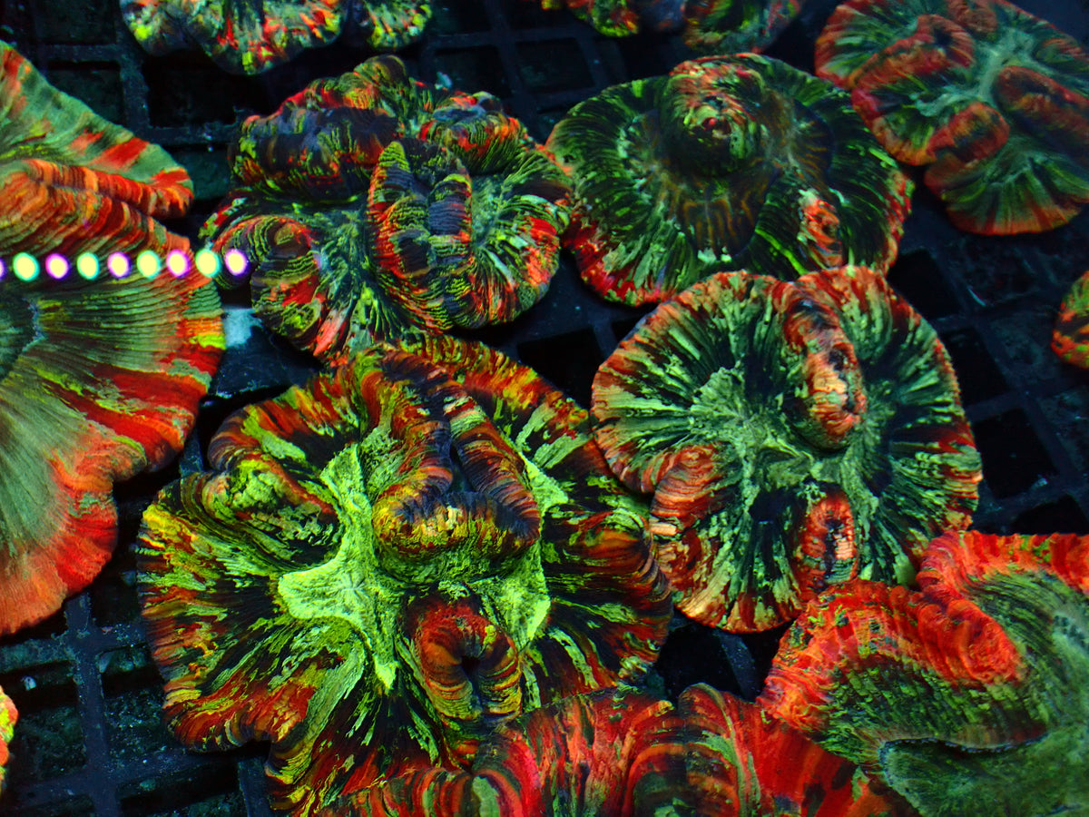 Trachyphyllia