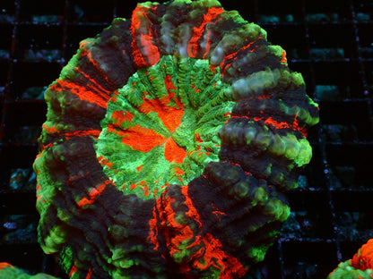 Rainbow Deadpool Acanthophyllia | WYSIWYG