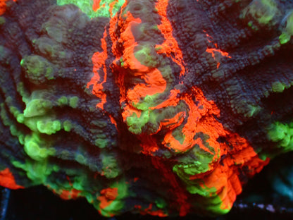 Rainbow Deadpool Acanthophyllia | WYSIWYG