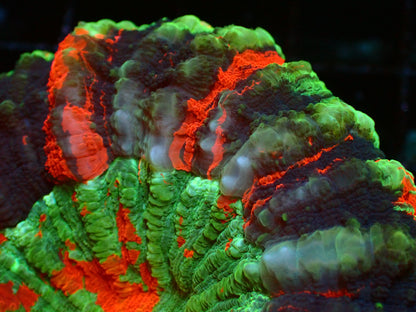 Rainbow Deadpool Acanthophyllia | WYSIWYG