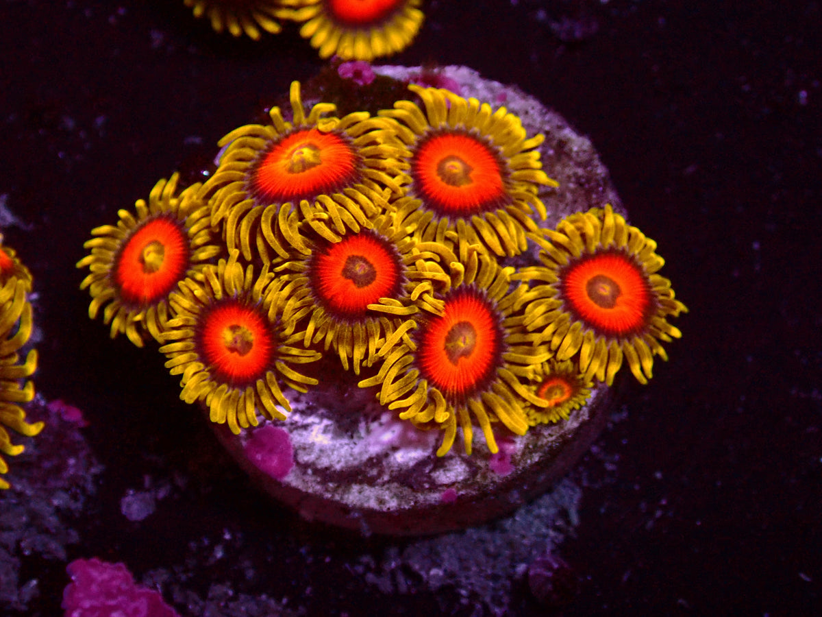 Krustenanemonen