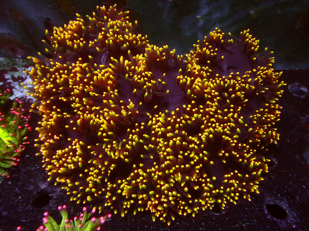 Catalaphyllia