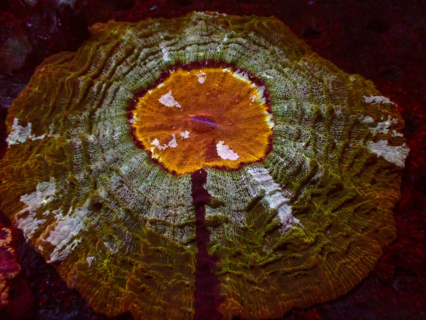 Honey Mouth Acanthophyllia | WYSIWYG