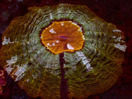 Honey Mouth Acanthophyllia | WYSIWYG