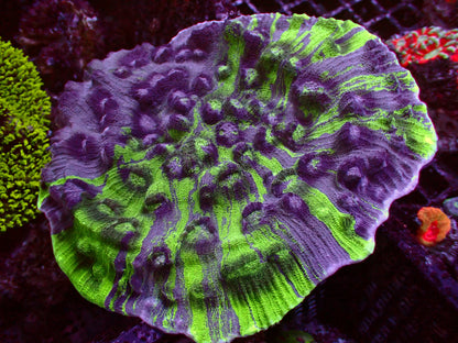 PR  Aquaman Chalice | WYSIWYG