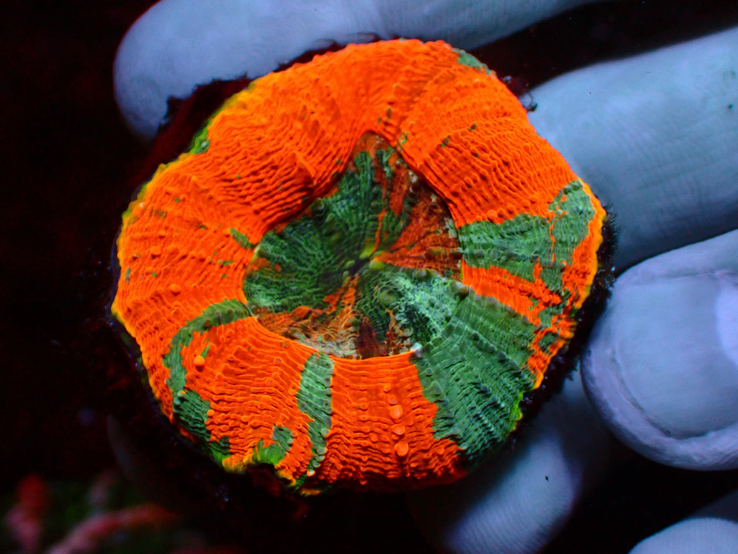 Asian Mastergrade Acanthastrea Maxima | WYSIWYG