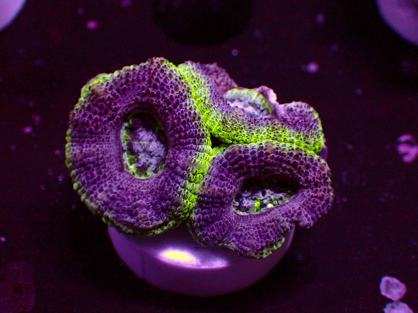 Asian Acan "UFO" | WYSIWYG