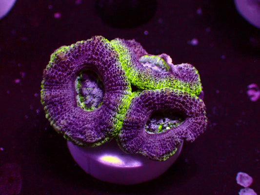 Asian Acan "UFO" | WYSIWYG