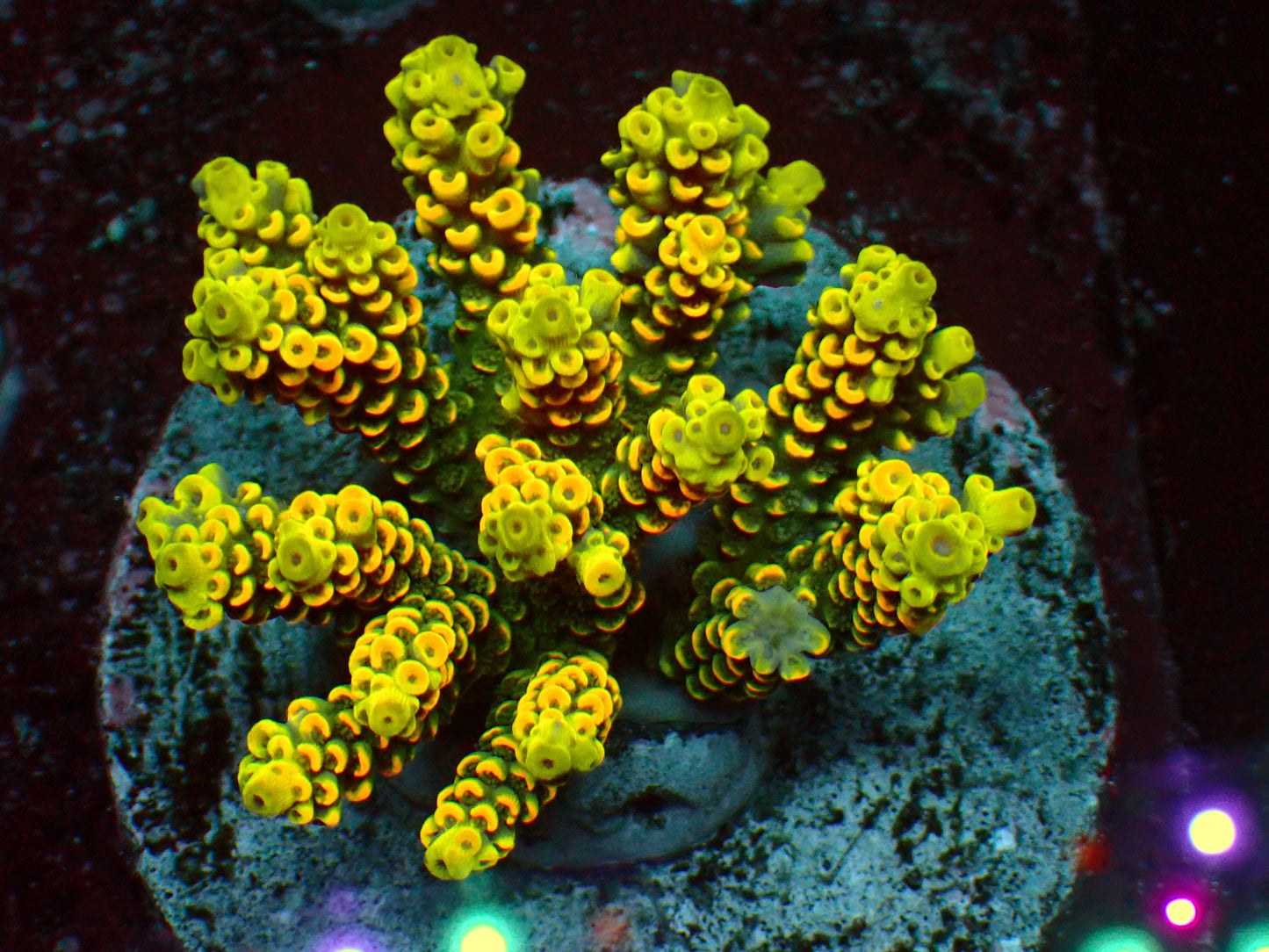 Citrus Fruit Tenuis | Kolonie