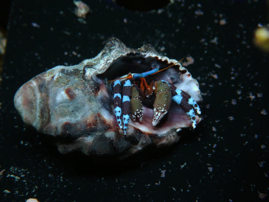 Calcinus Elegans | Blauer Halloween-Einsiedlerkrebs