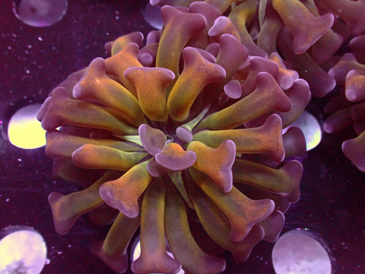 Euphyllia Paraancora Orange Stem Tricolor | WYISWYG