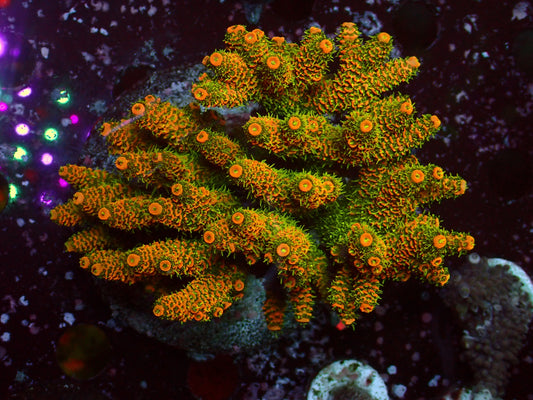Acropora Millepora "Orange/Green Polyps" | Colony