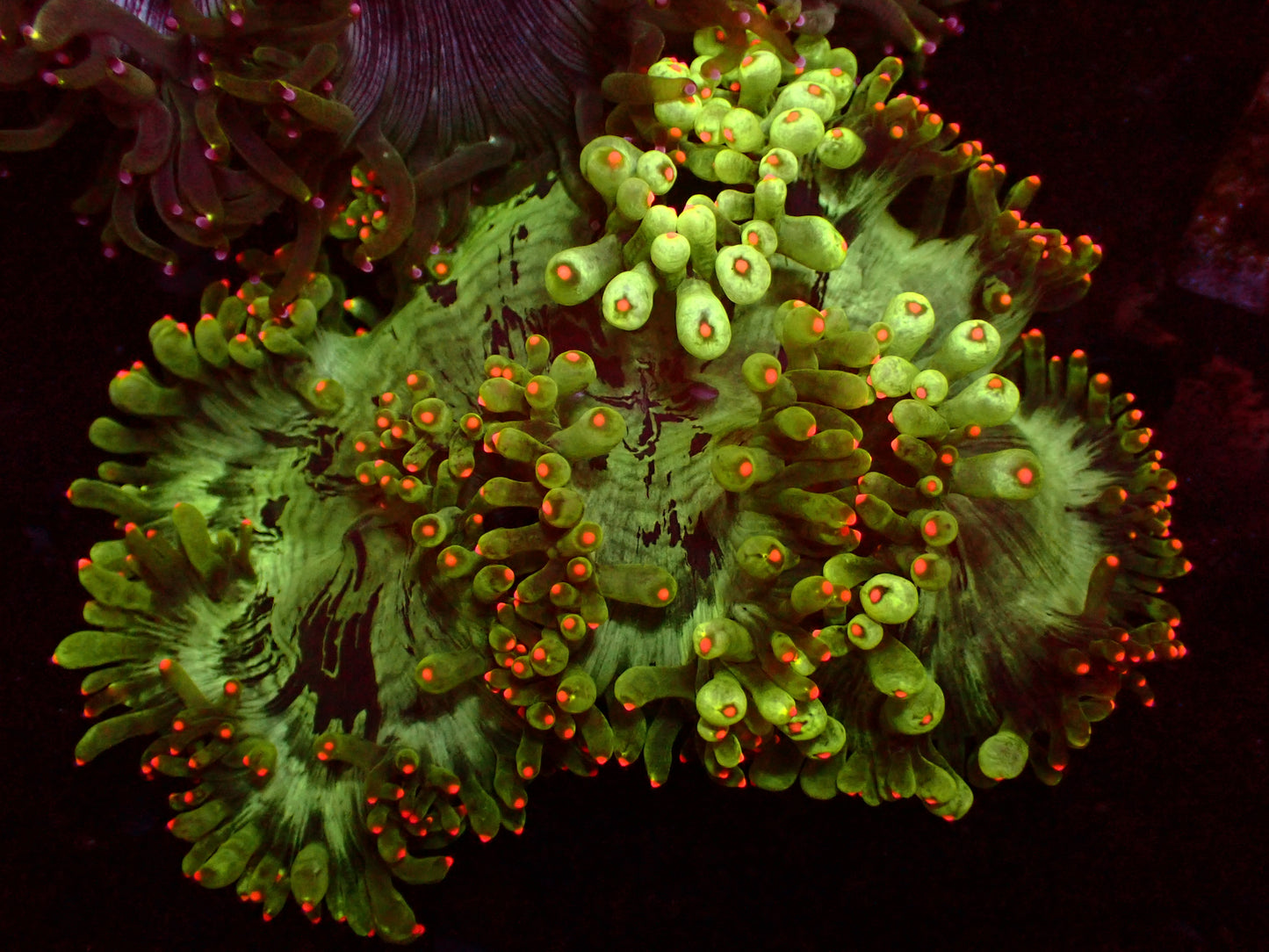 Catalaphyllia "Rose Gold Tips/Grafted Tentacle" | WYSIWYG