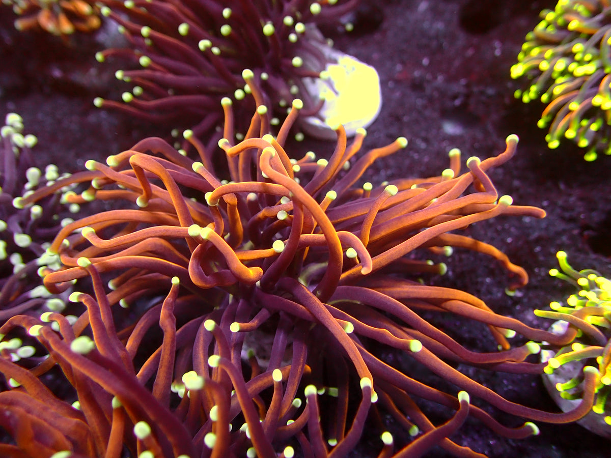 Euphyllia Jester Torch | WYSIWYG