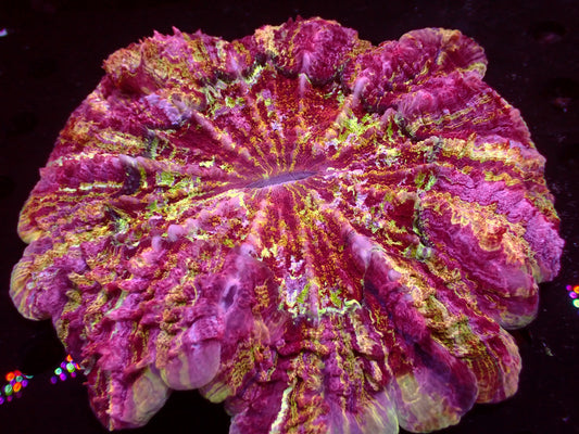 Super Rainbow Acanthophyllia | WYSIWYG