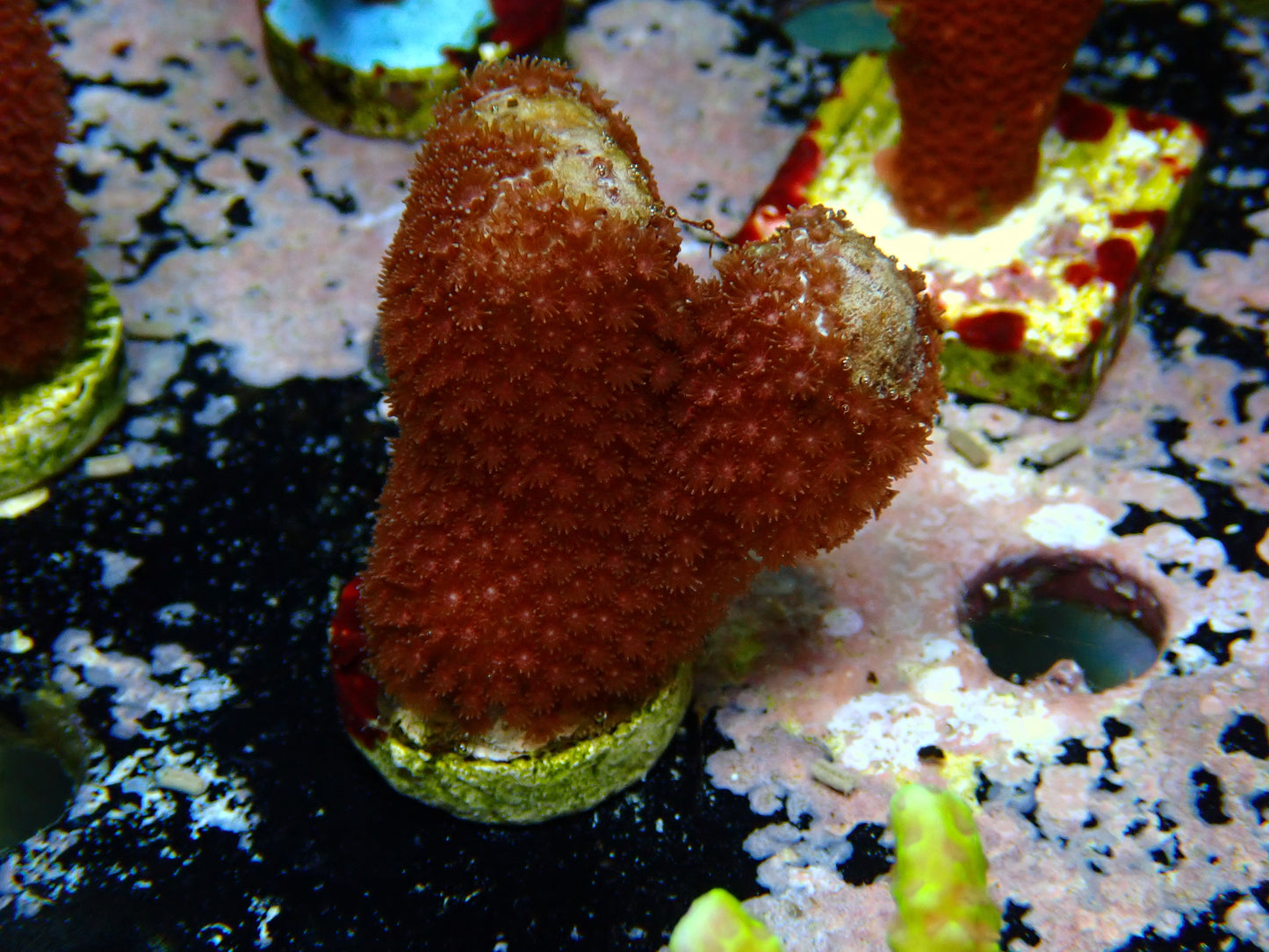 Rare! Madracis Formosa "Red" | WYSIWYG
