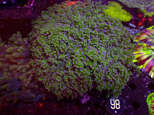 Euphyllia Divisa "Bicolor" | XXL