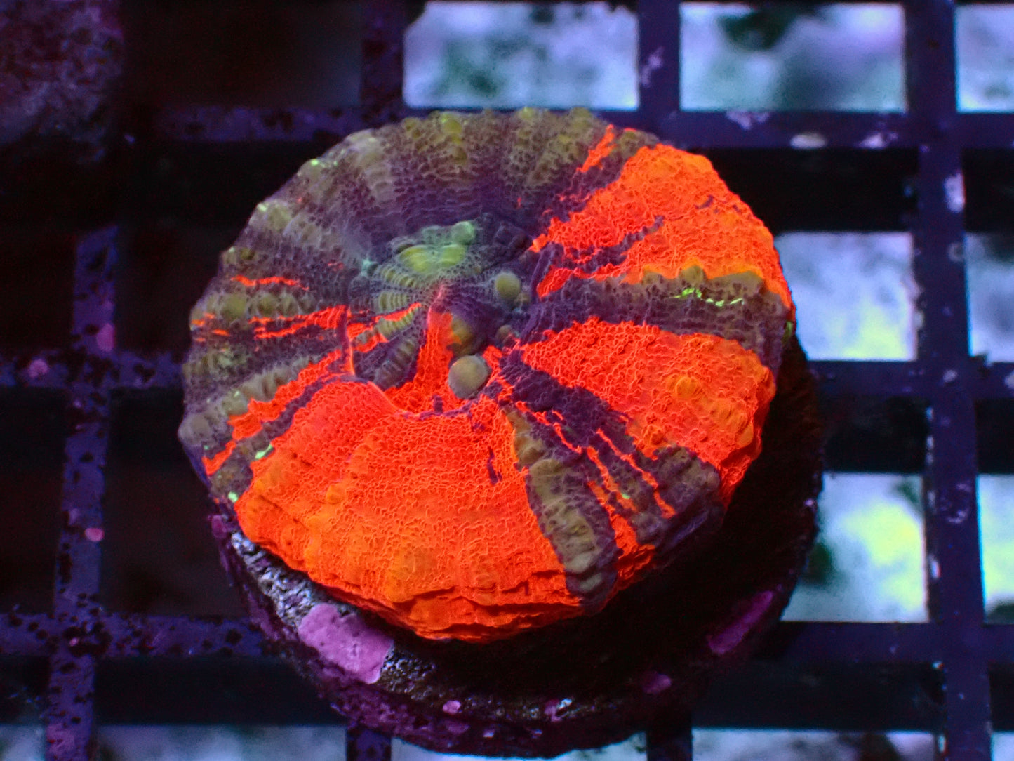 Warpaint Scolymia | WYSIWYG