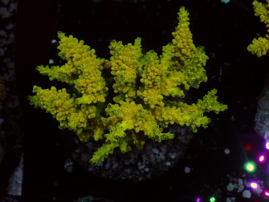 Acropora sp. "Yellow/Green" | Colony