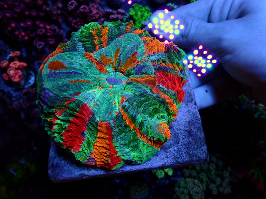 SUPER RAINBOW Acanthophyllia | WYSIWYG