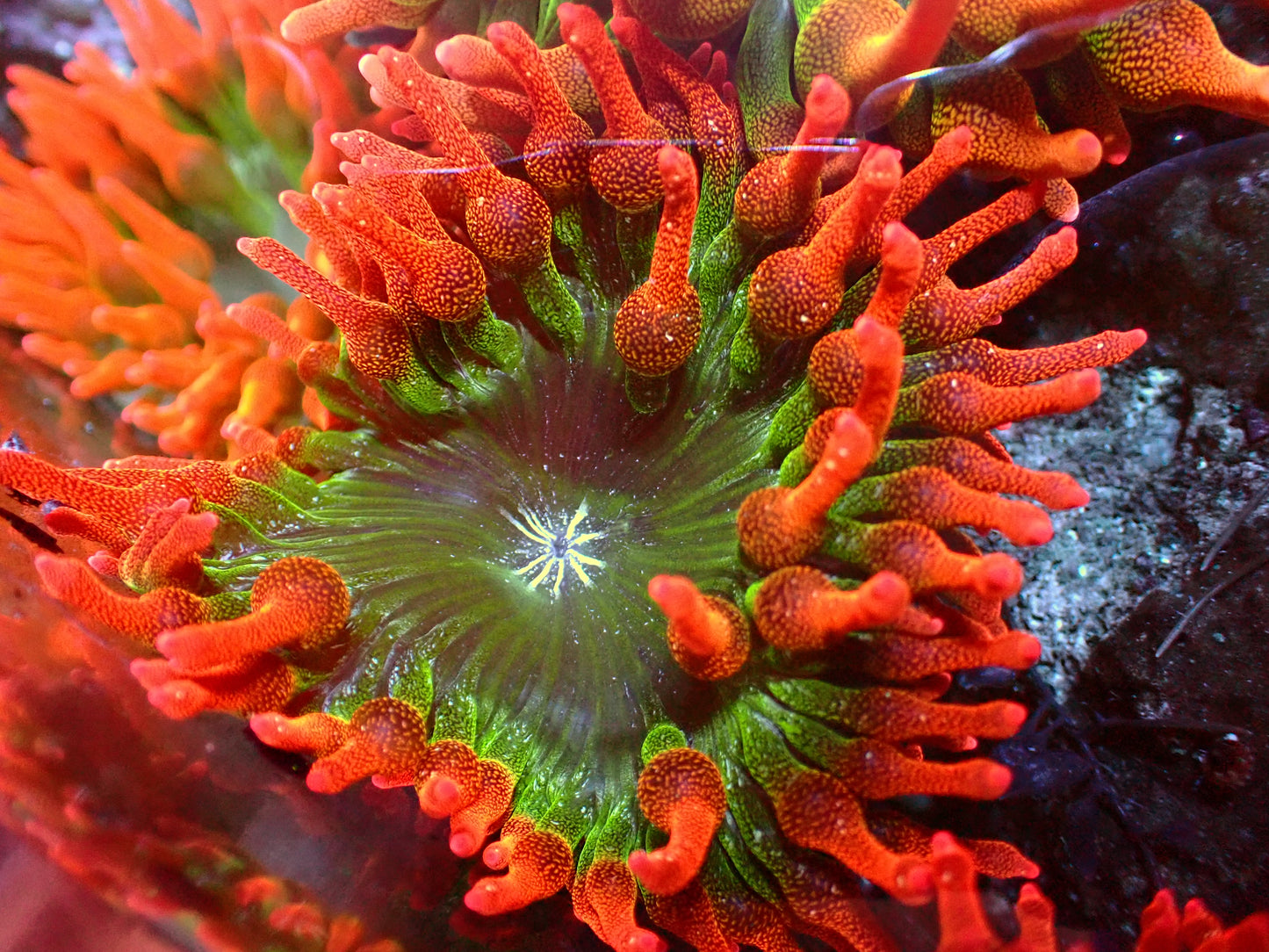 PR Snakeskin Anemone | Ableger