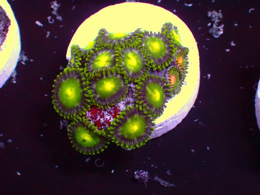 Zoanthus Ultra Radioactive | WYSIWYG