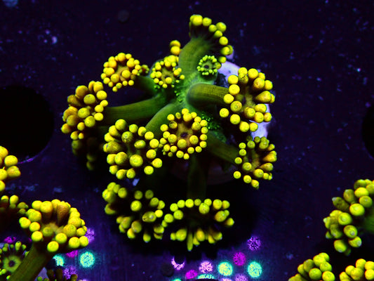 Yellow Flower Goniopora | WYSIWYG