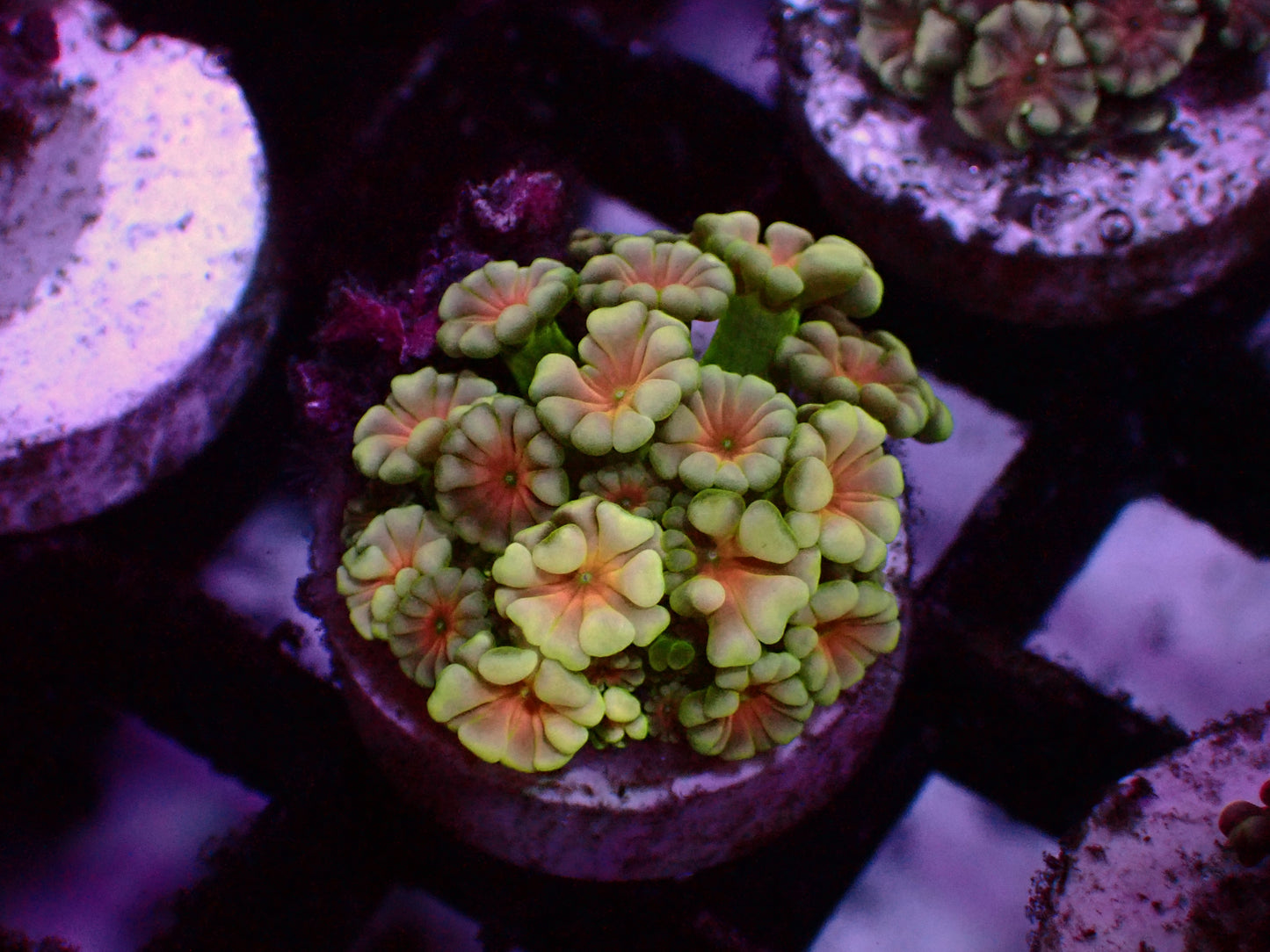 Ultra Red Center Alveopora | WYSIWYG