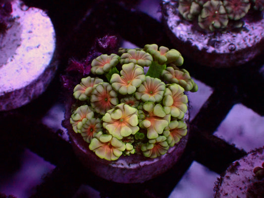 Ultra Red Center Alveopora | WYSIWYG