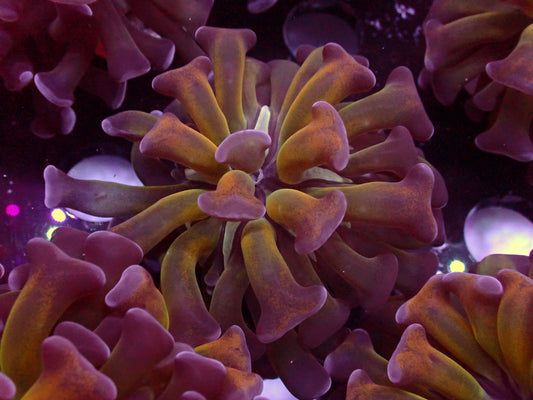Euphyllia Paraancora Orange Stem Tricolor | WYSIWYG