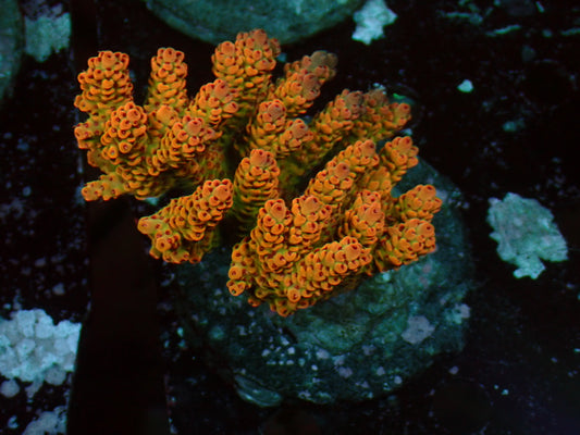 Acropora "Bali Shortcake Ultra" | Colony