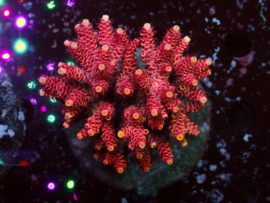 Acropora Millepora "Pink/Yellow Tips" | Colony