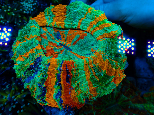 SUPER RAINBOW Acanthophyllia | WYSIWYG