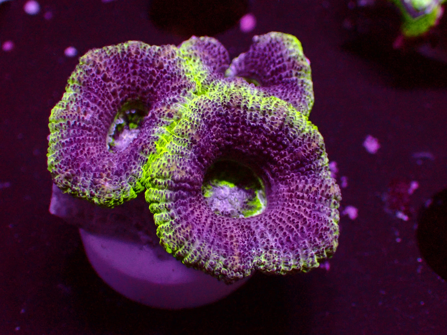 Asian Acan "UFO" | WYSIWYG