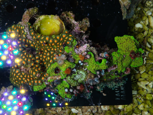 Christmas Tree Worm Rock | WYSIWYG