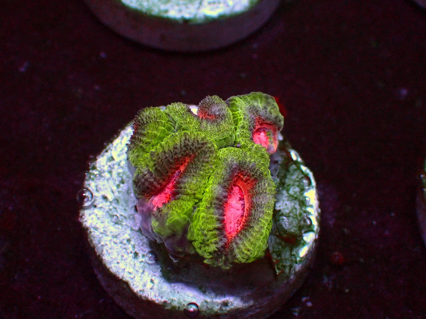 PR Pink Diamond Micromussa | WYSIWYG