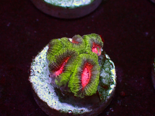 PR Pink Diamond Micromussa | WYSIWYG