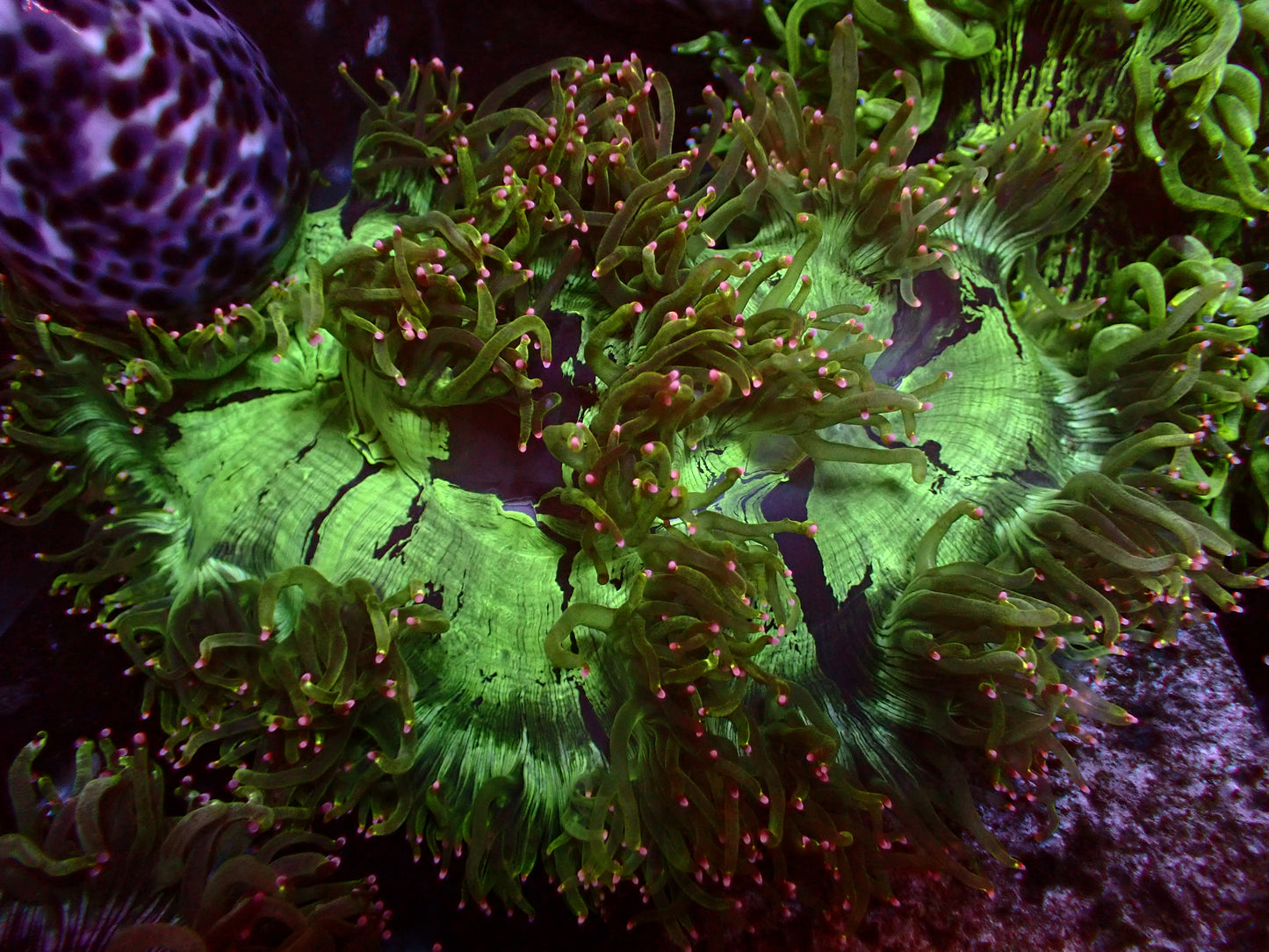 Catalaphyllia "Pink Tips" | WYSIWYG