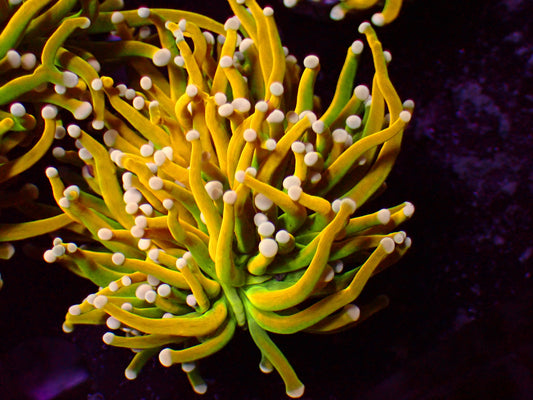 Banana Torch | WYSIWYG